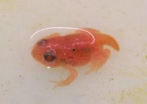 国产蝌蚪网,探索创新与发展的网络新势力