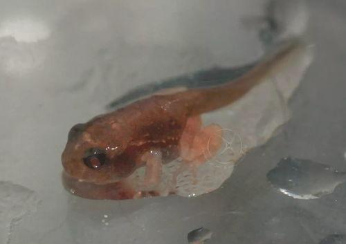 国产蝌蚪网,探索创新与发展的网络新势力