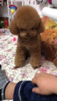 国产原创自拍,展现中国风情的独特魅力